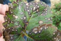 currant disease