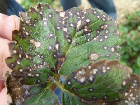 currant disease