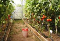 tomato diseases in the greenhouse