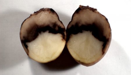 blackleg