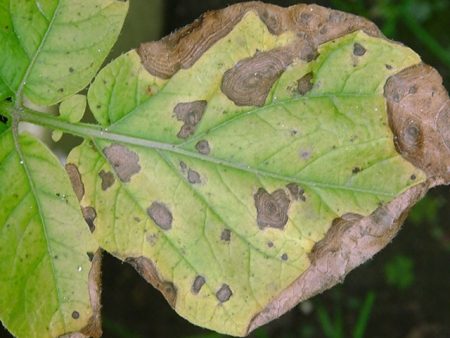 potato disease phomosis
