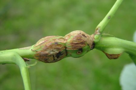 gall mosquito
