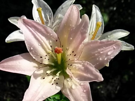 how to water lilies
