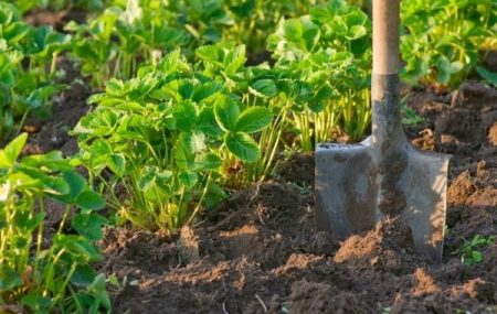digging strawberries