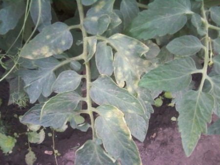 leaf shoulder