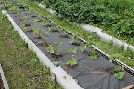 under agrofibre