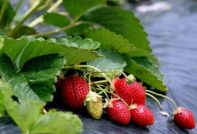 planting strawberries under cover material