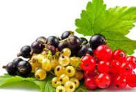 currant care