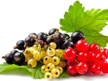 currant care