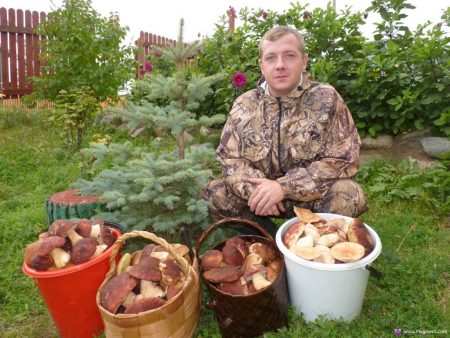 where to pick mushrooms mushroom pickers stories