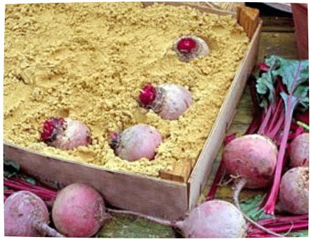 when to harvest beets