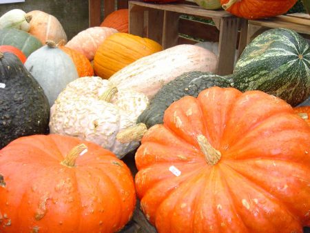 pumpkin harvest