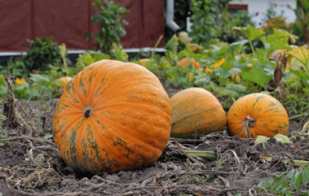harvesting pumpkins in the suburbs