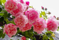 rose care in the fall