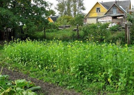 mustard as an organic fertilizer