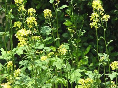 mustard like green manure