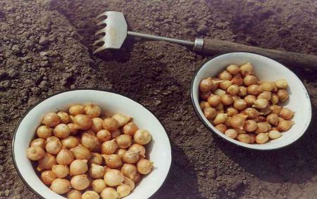 onions for the winter in the suburbs