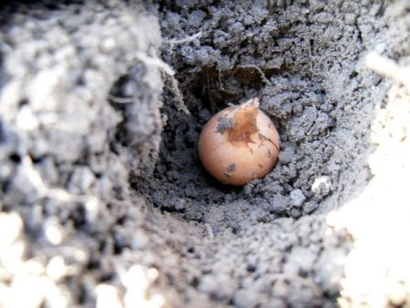 planting onions for the winter in the suburbs of 2015