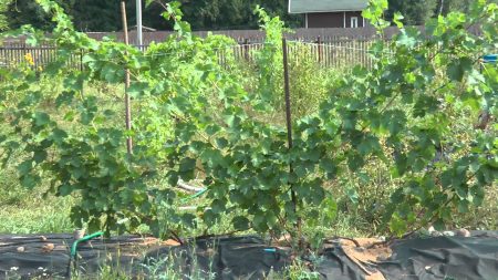 Grapes planting and care in the suburbs cultivation