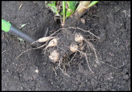 Dahlias how to store