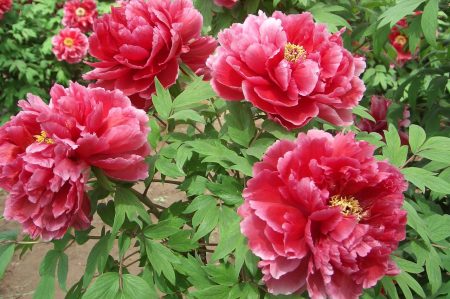 Peonies planting and care in the open ground