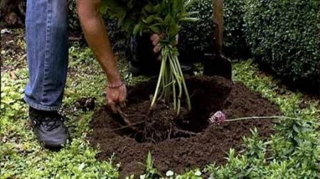 Peonies planting and care in the open ground in autumn