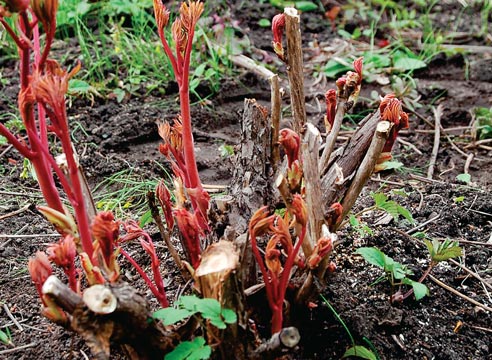 Peonies planting and care