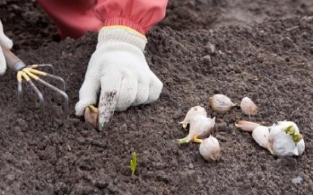 Garlic planting in autumn on Lunar