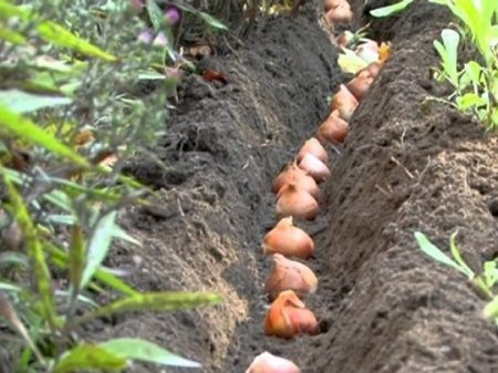 kada posaditi tulipane u jesen 2016. godine