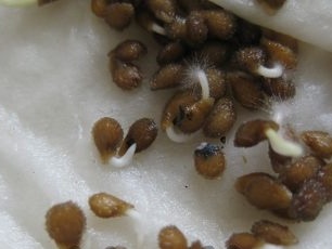 tomato seeds