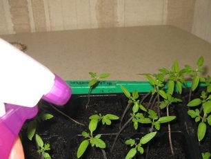 young tomato seedlings