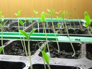 tomato seedlings