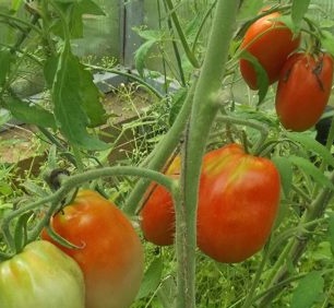 How to grow tomato seedlings at home
