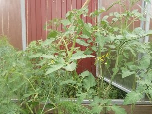 tomato seedlings in a greenhouse