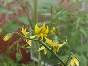 seedlings tomato with flowers