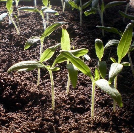 Planting pepper for seedlings in 2017