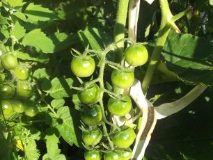 mature bush of tomato