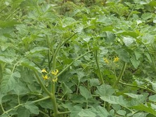 tomato seedlings in a greenhouse