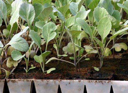 When to plant seedlings in 2016