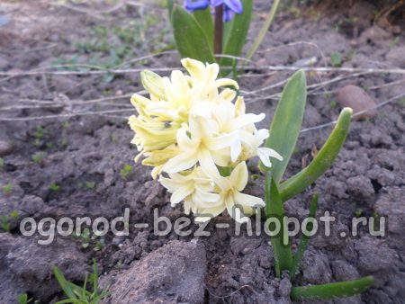 Nutrition and care during the period of active growth and flowering of hyacinths