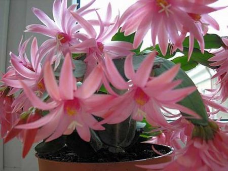 Decembrist flower how to care at home