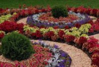 perennial flowers blooming all summer