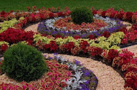 perennial flowers blooming all summer