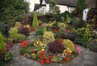 flowers perennials for the garden unpretentious, long-flowering