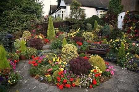 flowers perennials for the garden unpretentious, long-flowering