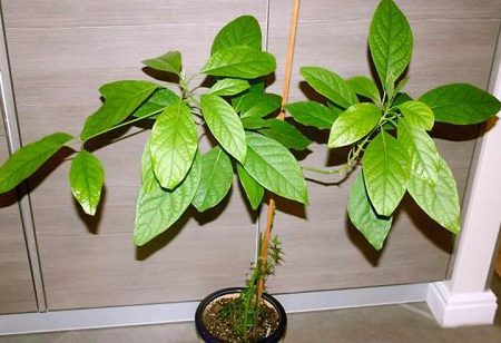 How to grow avocado from seed at home