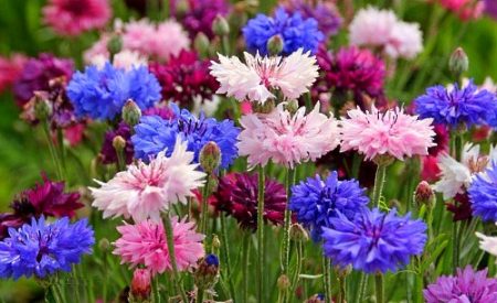 flowers for summer cottages blooming all summer photo titled