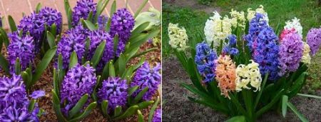 Hyacinths