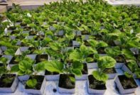 eggplant planting for seedlings