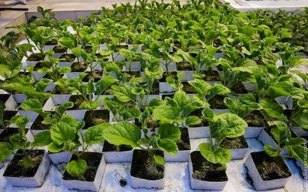 eggplant planting for seedlings